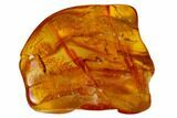 Detailed Fossil Fly (Chironomidae) In Baltic Amber #166198-1